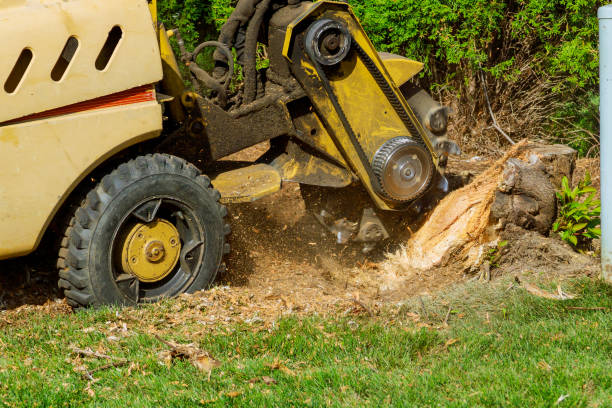 The Steps Involved in Our Tree Care Process in Oakland, PA